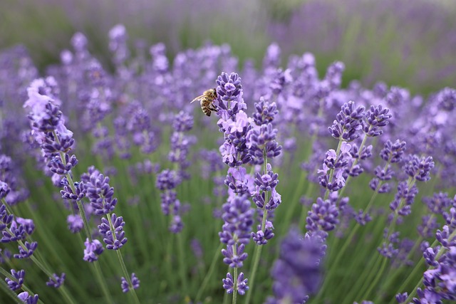 Free Lavender Flowers photo and picture
