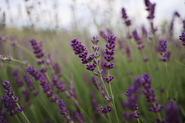 Free Lavender Flowers photo and picture