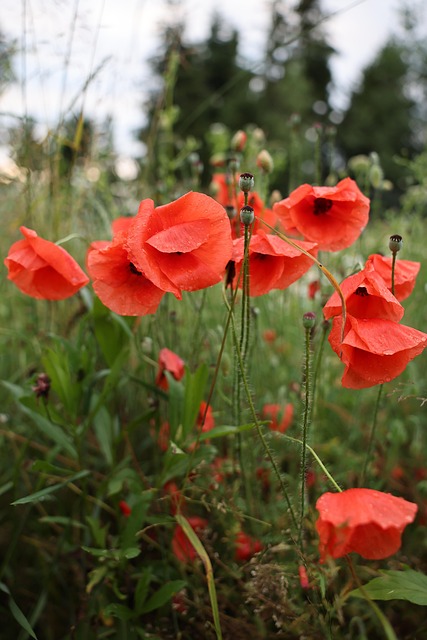Free Poppies Red photo and picture
