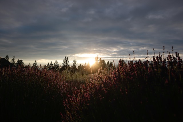 Free Sunset Garden photo and picture