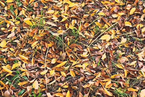 Free Leaf Nature photo and picture