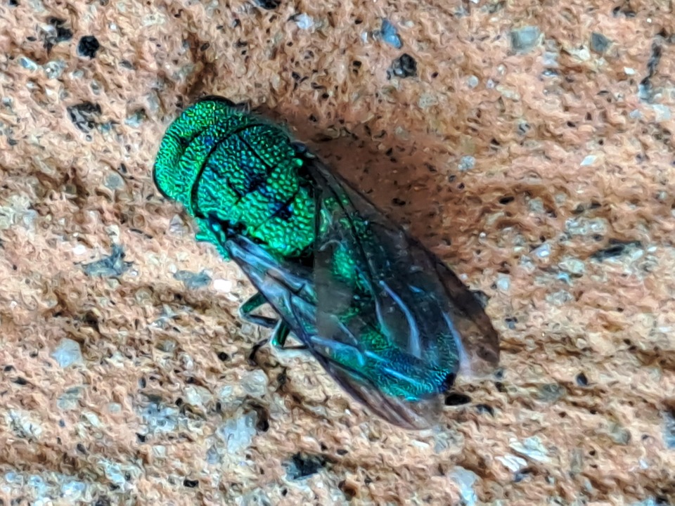 Insecte Vert Frelon - Photo gratuite sur Pixabay - Pixabay