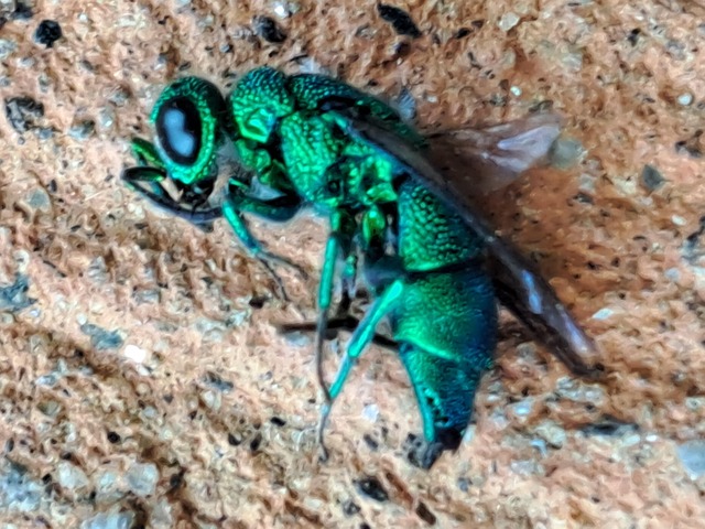 Insect Vert Insecte Vert Frelon - Photo gratuite sur Pixabay - Pixabay