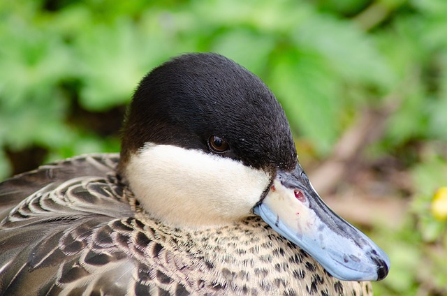 Pato, Pássaro, Animal, Bico, Penas