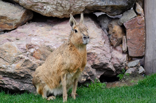 Mara, Roedor, Mamífero, Animal, Natureza