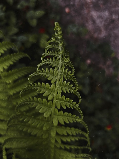 Farn, Wald, Die Natur, Green, Grüns
