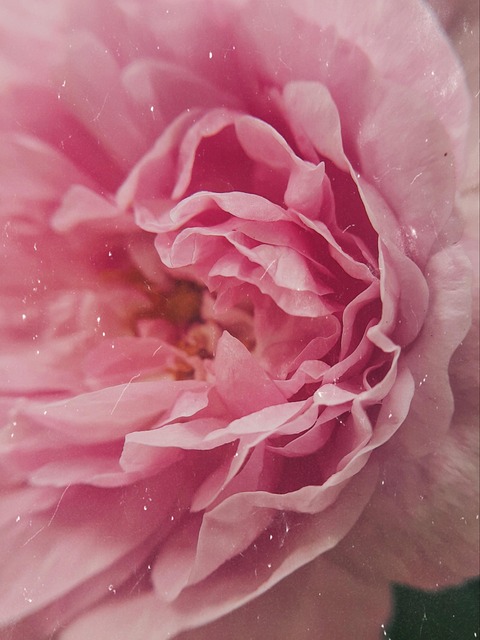 Rose, Blume, Rosen, Die Natur, Rosa