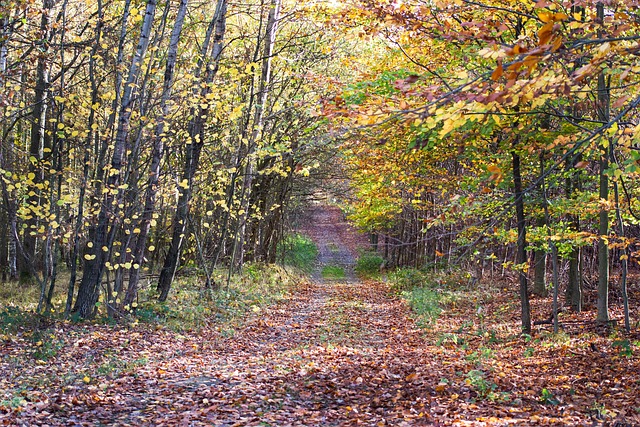 Free Autumn Forest photo and picture