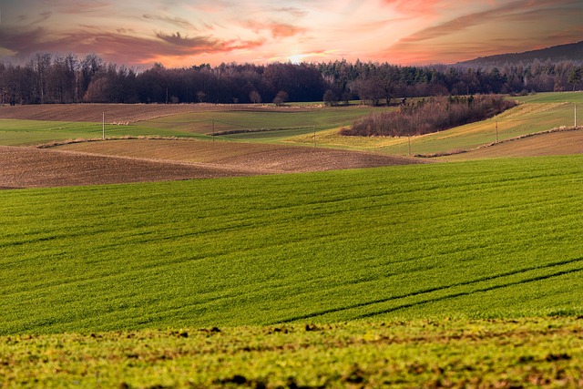 Free Field Meadow photo and picture