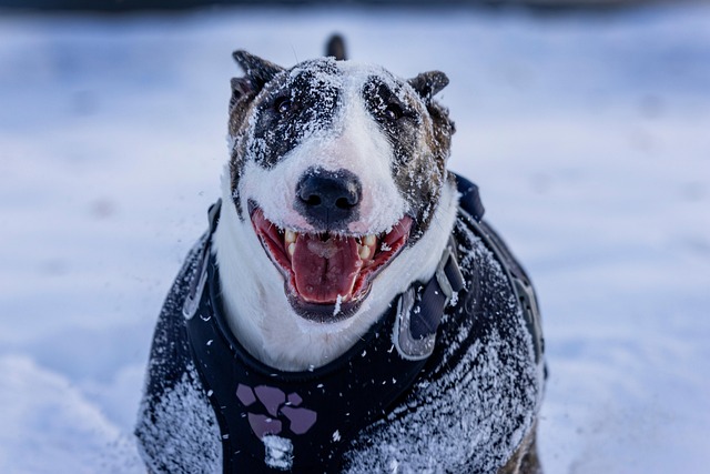 Free Bull Terrier Dog photo and picture