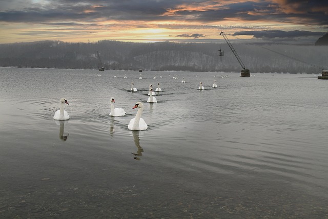 Free Swans Birds photo and picture
