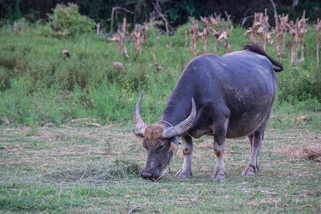 Water Buffalo jigsaw puzzles