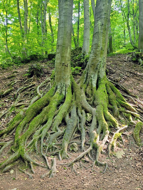 Free Roots Forest photo and picture