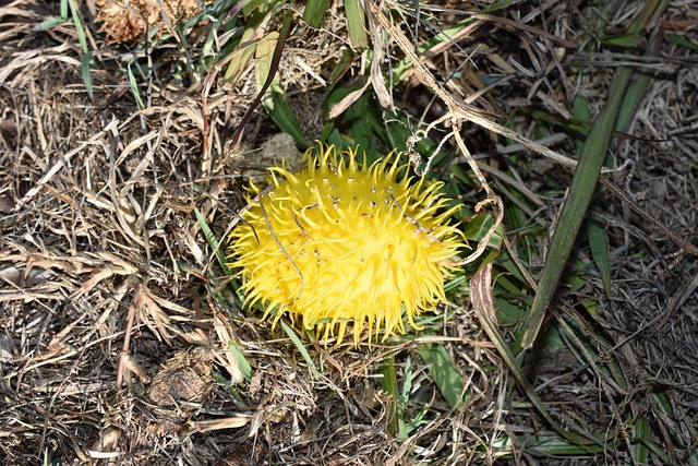 Buschgurke, Gelb, Ranke, Australien