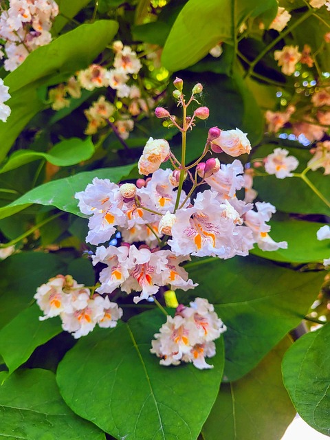 楸 树 开花 - Pixabay上的免费照片 - Pixabay