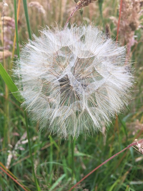 Free Dandelion Nature photo and picture