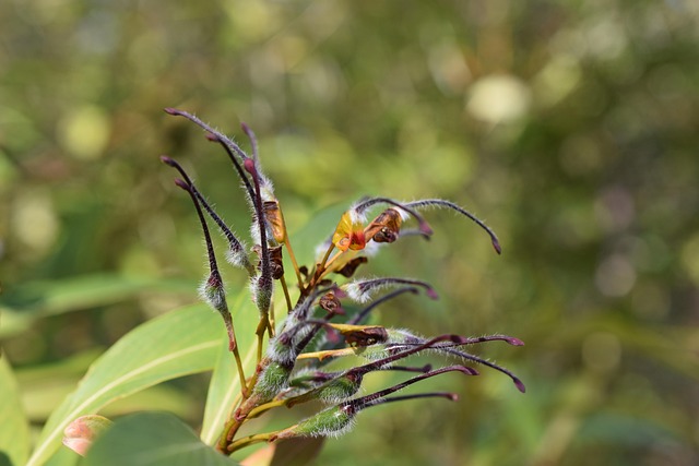 Grevillea Venusta