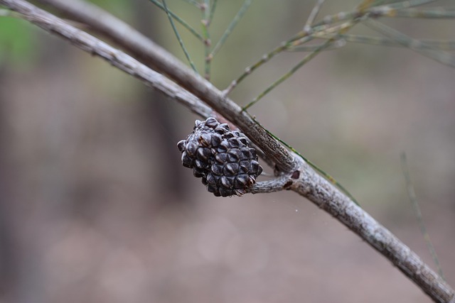 Australien, Sie Eiche, Samen, Natur