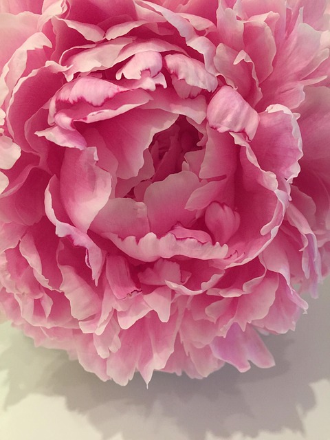 Free Flower Bonderose photo and picture