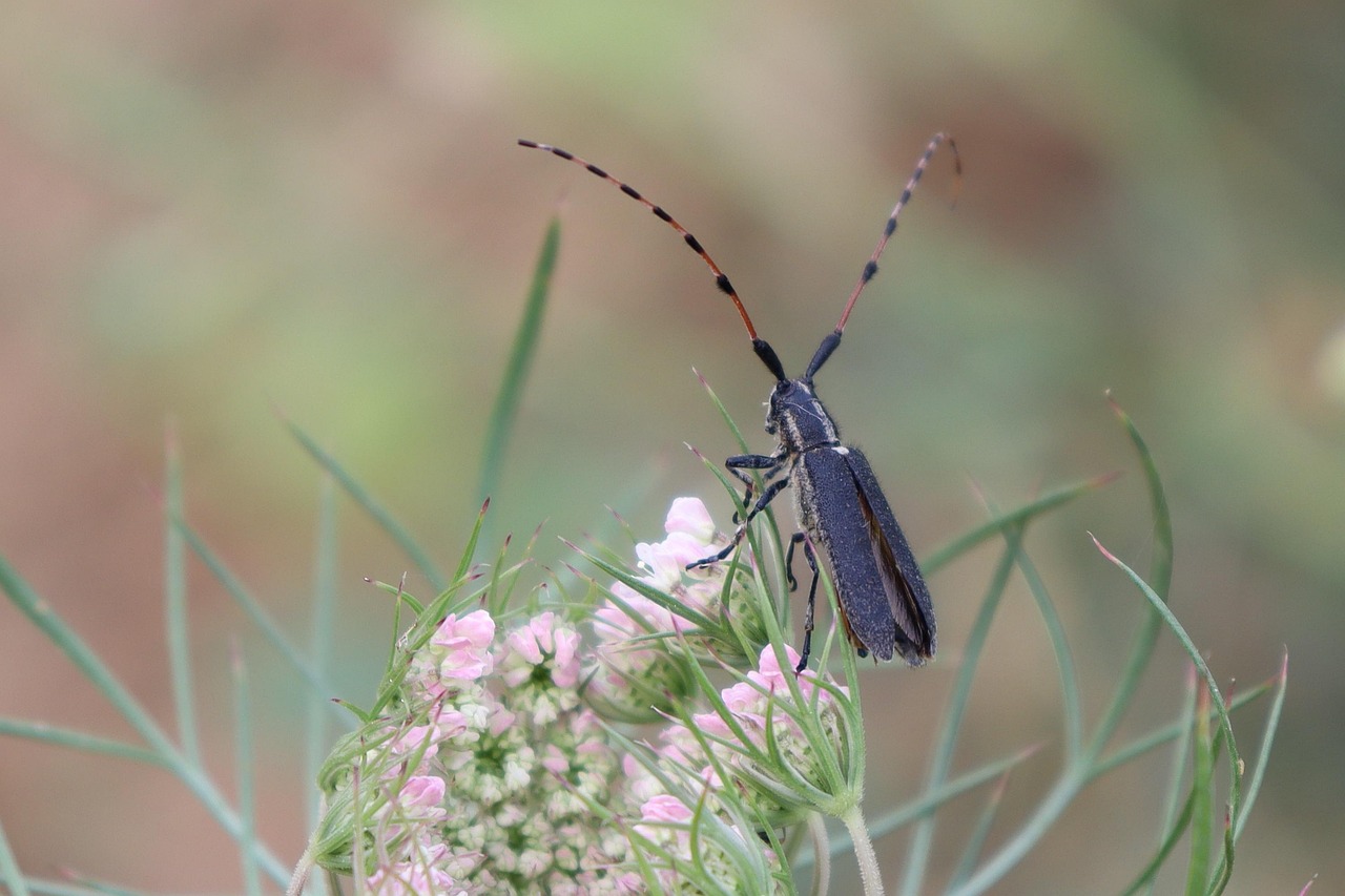 Cardo Insects Cardo Agapanto Escarabajo Insecto - Foto gratis en Pixabay - Pixabay