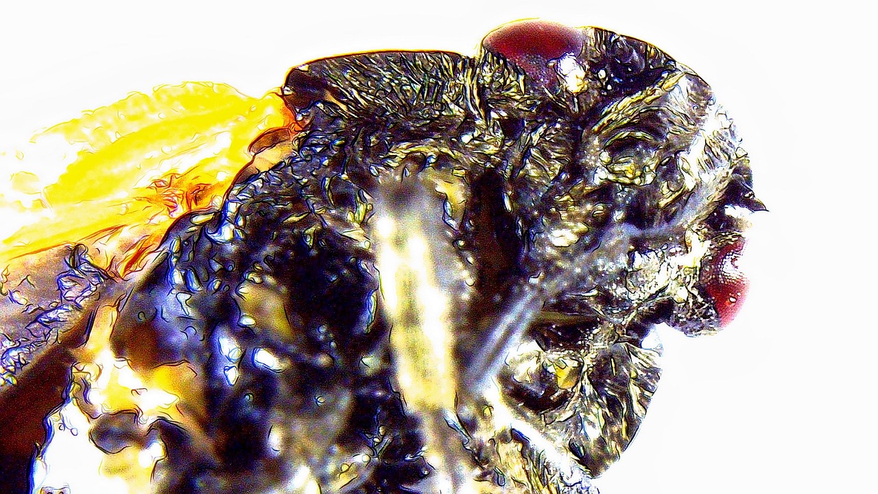 Paranoia Insect Horror Insect Bee - Free photo on Pixabay
