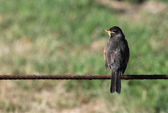 Merle Américain Rouge-Gorge Oiseau - Photo gratuite sur Pixabay - Pixabay