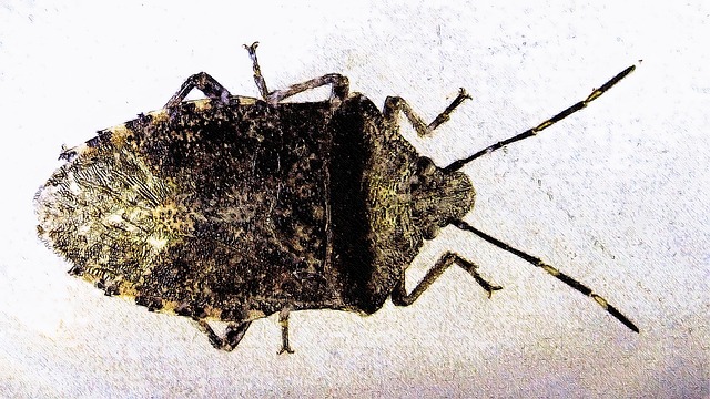 Big Bug Hey Insect - Free photo on Pixabay - Pixabay