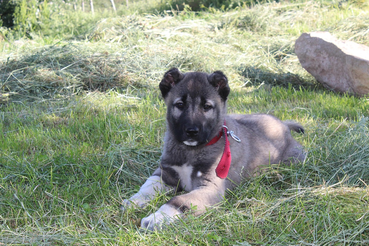 Kurdish Kangal GoofyTails Kurdish Kangal GoofyTails