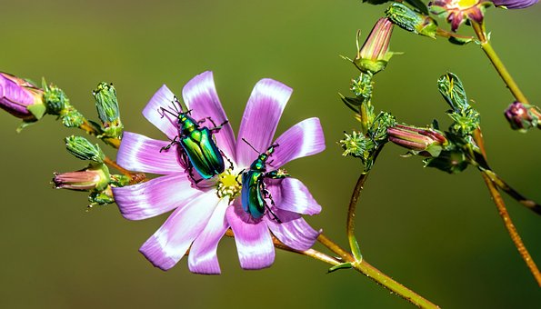 Wald, Blume, Natur, Mikro, Pflanze