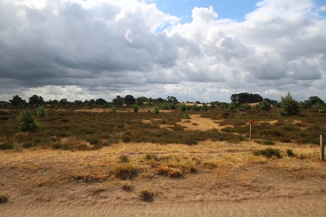 Free Barren Dunes Drenthe photo and picture