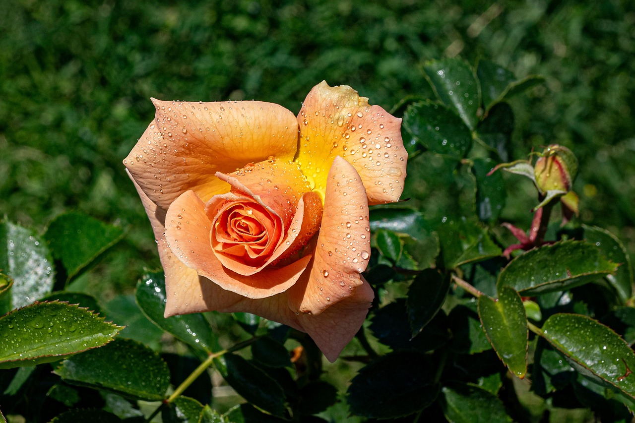 장미 꽃 식물 - Pixabay의 무료 사진 - Pixabay