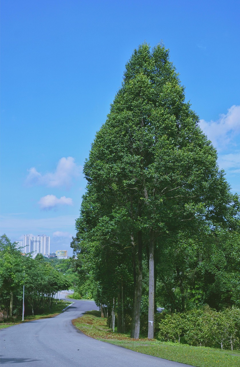 风景 景观 树 - Pixabay上的免费照片 - Pixabay