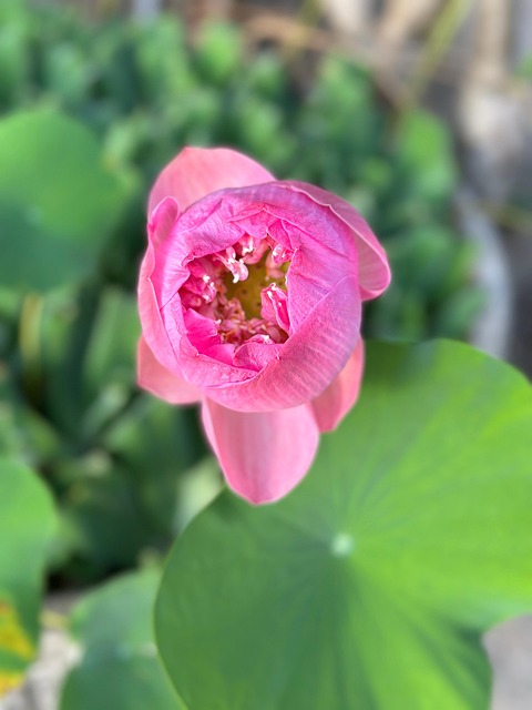 Loto Flor De Naturaleza - Foto gratis en Pixabay - Pixabay