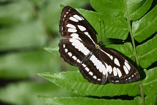 Free Insect Entomology photo and picture