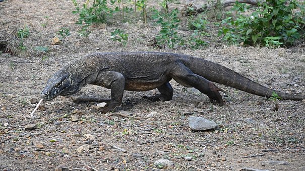 Free Monitor Lizard Dragon photo and picture