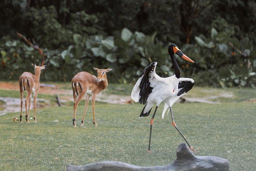 Storch, Hirsch, Tiere, Vogel, Säugetier