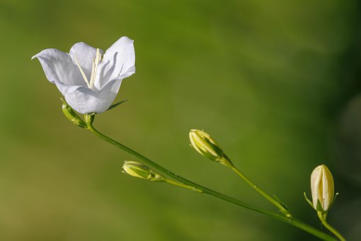 Campânula, Flor, Planta, Florescer