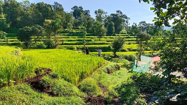 Konkan, Maharashtra, Bauernhof, Feld