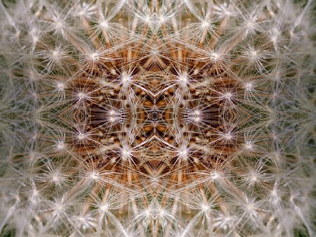 Dente-De-Leão, Abstract, Espelhado, Flor
