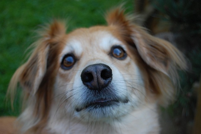 Free Dog Cute photo and picture