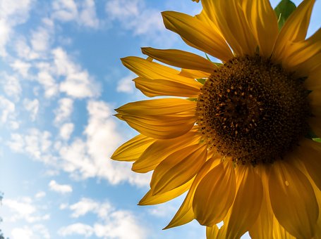 Girasol, Flora, Flor, Dorado, Cielo