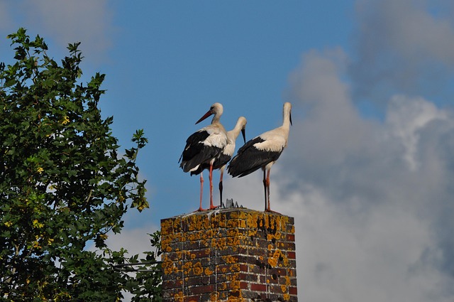 Free Stork Nature photo and picture