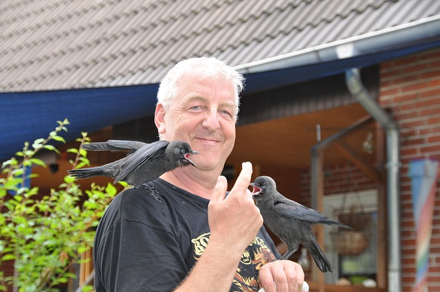 Free Bird Jackdaw photo and picture