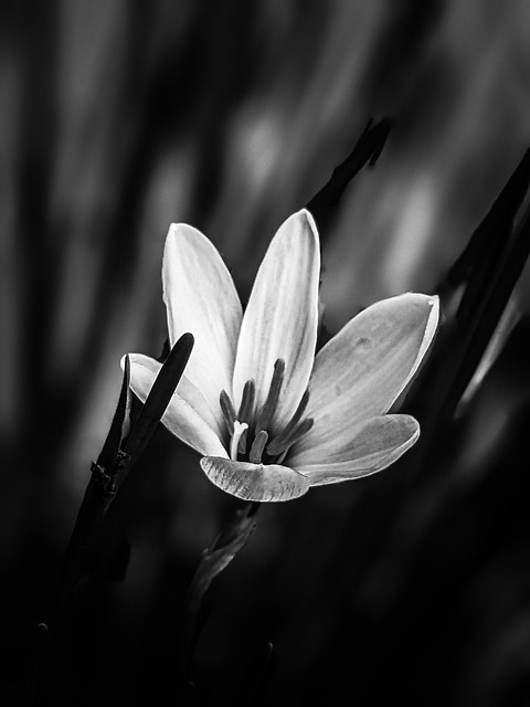 Free Lily Flower photo and picture