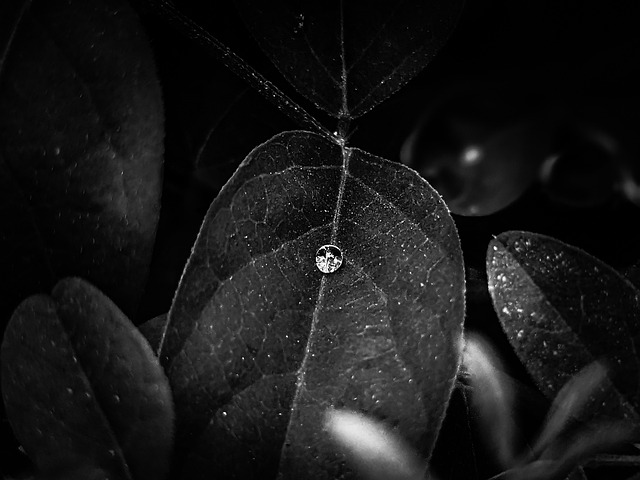 Free Plant Leaves photo and picture