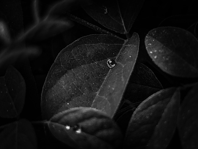 Free Rain Drop Rain photo and picture