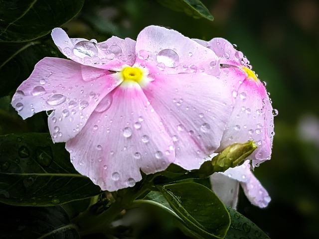 Free Flower Rain Drop photo and picture