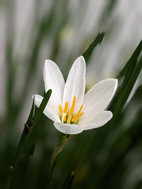 Free Lily Flower photo and picture