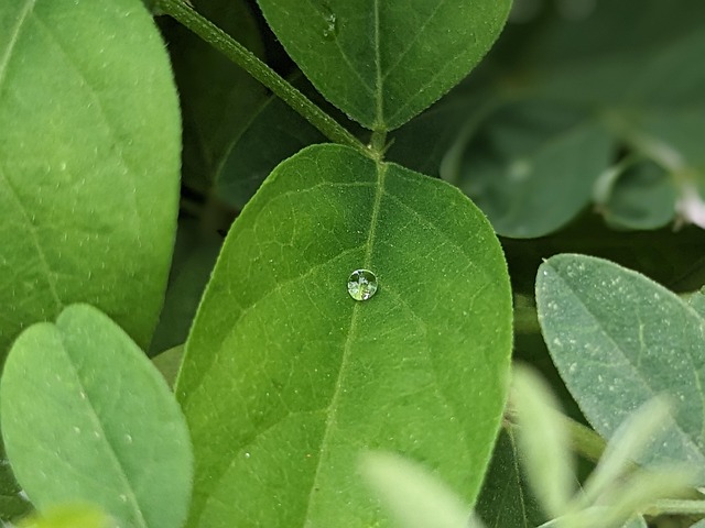 Free Plant Leaves photo and picture