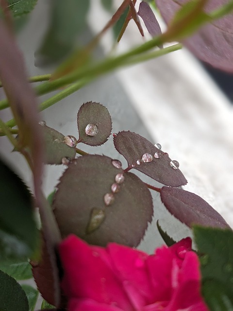 Free Rain Drop Rain photo and picture